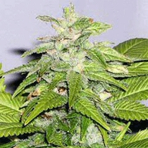 Early Bird Skunk (Sagarmatha Seeds) Cannabis Seeds