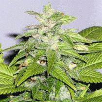 Early Riser (Sagarmatha Seeds) Cannabis Seeds