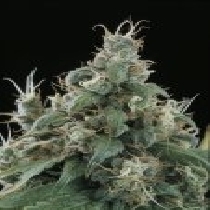 Flow Regular (Sagarmatha Seeds) Cannabis Seeds
