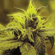 Honolulu Haze (Sagarmatha Seeds) Cannabis Seeds