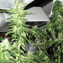 Indica XXL (Sagarmatha Seeds) Cannabis Seeds