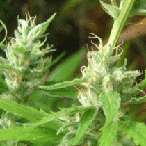 Lowboldt (Sagarmatha Seeds) Cannabis Seeds