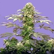 Matanuska Tundra (Sagarmatha Seeds) Cannabis Seeds