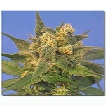 Midnite Blue (Sagarmatha Seeds) Cannabis Seeds