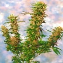 Mangolian Indica (Sagarmatha Seeds) Cannabis Seeds