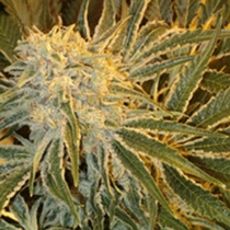 OGNL (Sagarmatha Seeds) Cannabis Seeds