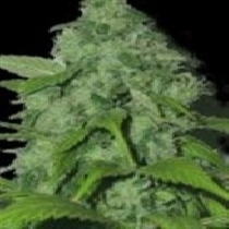 Purple Pinecone (Sagarmatha Seeds) Cannabis Seeds