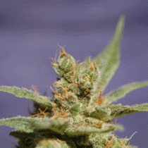 Rhode Island Skunk (Sagarmatha Seeds) Cannabis Seeds