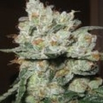 Santa Cruz Kush (Sagarmatha Seeds) Cannabis Seeds