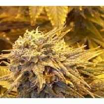Silver Shadow Haze (Sagarmatha Seeds) Cannabis Seeds