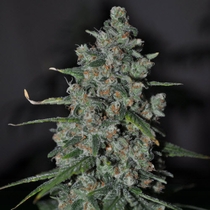 Skunk Wreck (Sagarmatha Seeds) Cannabis Seeds