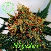 Slyder (Sagarmatha Seeds) Cannabis Seeds