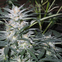 Star Ryder (Sagarmatha Seeds) Cannabis Seeds