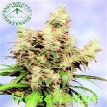 Stonehedge (Sagarmatha Seeds) Cannabis Seeds