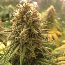Strawberry D-Lite (Sagarmatha Seeds) Cannabis Seeds
