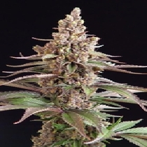 Stuporsonic (Sagarmatha Seeds) Cannabis Seeds