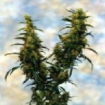 Western Winds (Sagarmatha Seeds) Cannabis Seeds