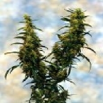 Western Winds (Sagarmatha Seeds) Cannabis Seeds