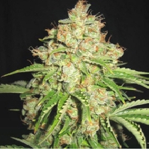 White Russian Feminised (Sagarmatha Seeds) Cannabis Seeds