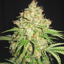 White Widow #2 (Sagarmatha Seeds) Cannabis Seeds