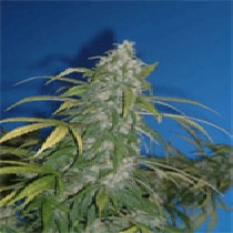 Wonderberry (Sagarmatha Seeds) Cannabis Seeds