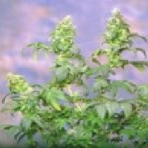 Yumbolt (Sagarmatha Seeds) Cannabis Seeds