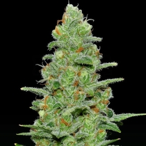Crazy Miss Hyde Auto (Samsara Seeds) Cannabis Seeds