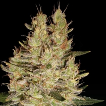 Crazy Miss Hyde (Samsara Seeds) Cannabis Seeds