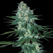 El Alquemista Auto (Samsara Seeds) Cannabis Seeds