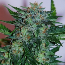 Flash Babylon (Samsara Seeds) Cannabis Seeds