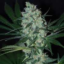 Green Love Potion (Samsara Seeds) Cannabis Seeds