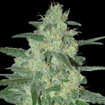 Holy Grail 69 (Samsara Seeds) Cannabis Seeds