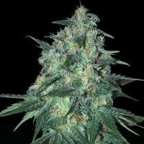 Jekyll Passion (Samsara Seeds) Cannabis Seeds