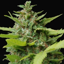 Kiss Dragon (Samsara Seeds) Cannabis Seeds