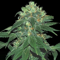 Punky Lion (Samsara Seeds) Cannabis Seeds