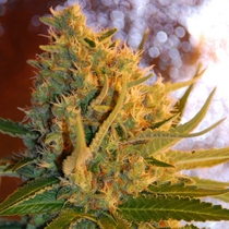 Shot Adrenaline (Samsara Seeds) Cannabis Seeds