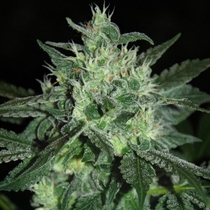 Spicy White Devil (Samsara Seeds) Cannabis Seeds