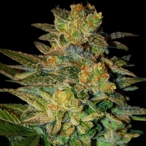Spiritual Punk (Samsara Seeds) Cannabis Seeds