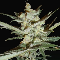Supersonic Crystal Storm (Samsara Seeds) Cannabis Seeds