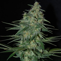 Sweet Black Angel (Samsara Seeds) Cannabis Seeds