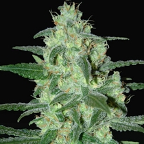Thunder Bloody Mary (Samsara Seeds) Cannabis Seeds