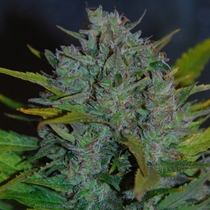 Ultraviolet (Samsara Seeds) Cannabis Seeds