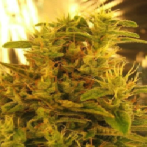 Haze #1 (Sativa Seeds) Cannabis Seeds