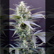 AK Cheese (Seedism Seeds) Cannabis Seeds