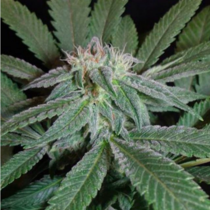 King Kush (Seedism Seeds) Cannabis Seeds