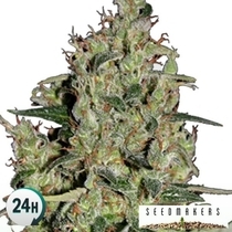 Auto Critical (Seedmakers Seeds) Cannabis Seeds