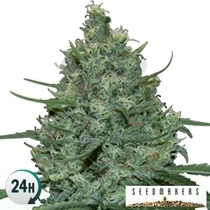Critical (Seedmakers Seeds) Cannabis Seeds