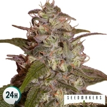 Orange Light (Seedmakers Seeds) Cannabis Seeds