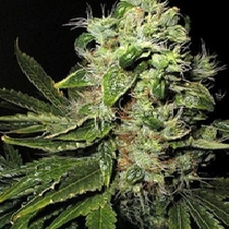 Afghani No 1 (Seedsman Seeds) Cannabis Seeds