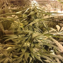 Ata Tundra (Seedsman Seeds) Cannabis Seeds